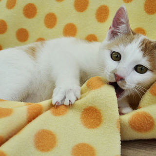 優しい色合い★エリック君