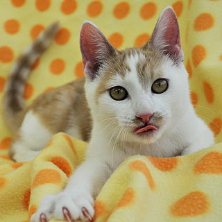 ネコジャラシ命★トリトン君