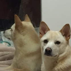 どっちが本物？