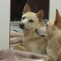 「どっちが本物？」サムネイル2