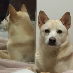 「どっちが本物？」サムネイル3