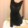 生後３ヶ月子猫
