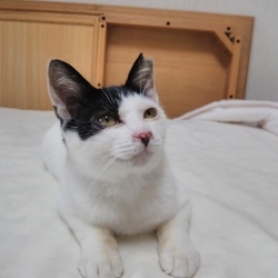 第7回　戸田ニャンコおたすけ隊　里親会開催