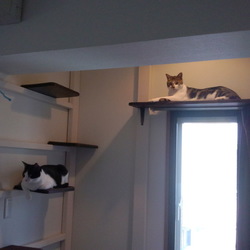 「DIYキャットタワー改良計画失敗」サムネイル2