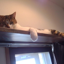 「DIYキャットタワー改良計画失敗」サムネイル3