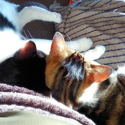 「今年の猫団子は平和です」サムネイル1