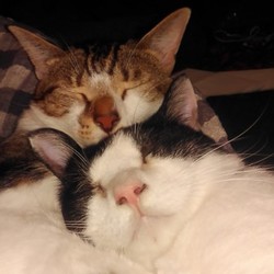 「今年の猫団子は平和です」サムネイル2