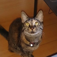 ミミ