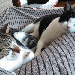 「今年の猫団子は平和です」サムネイル3