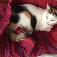 れでぃ