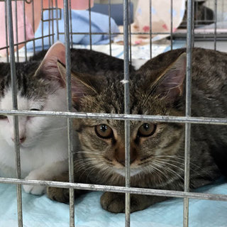 おっとりした、仲良しのオス２匹