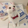 前田おかゆ