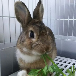 保護うさぎ16番、セナくん