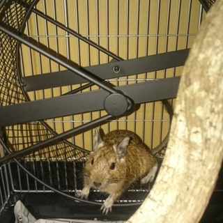 デグーの里親募集