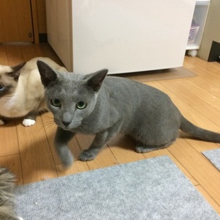 2匹一緒に飼って頂ける方。