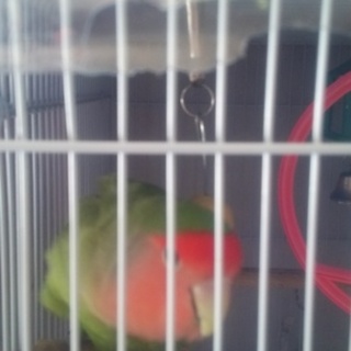 キツイ小桜インコ雌現在交渉中