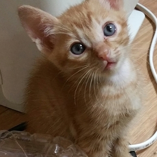 可愛い三兄弟♪