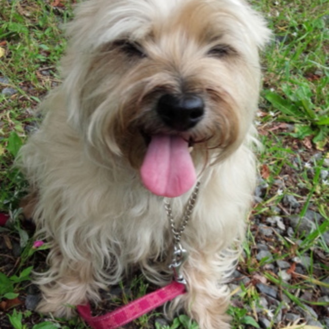 ﾊﾙｼｳﾞｧのカバー写真