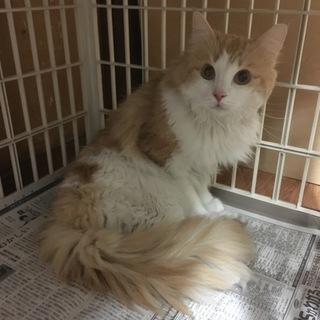 里親様決まりました！