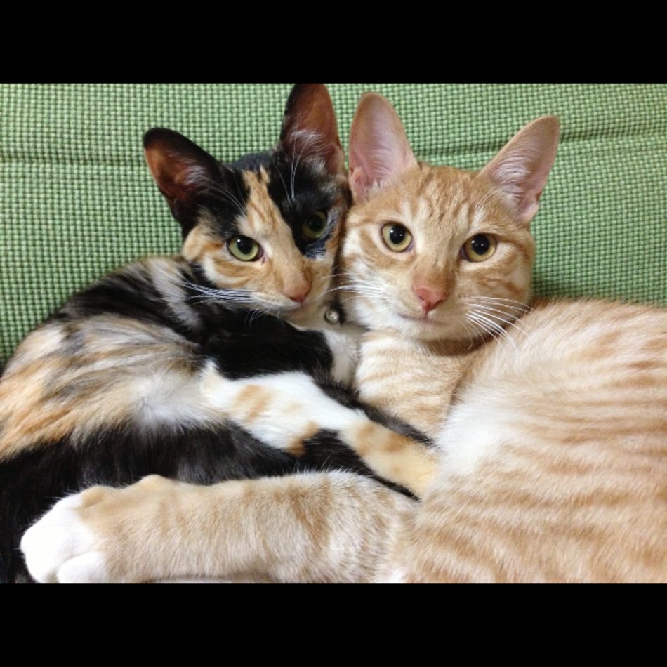ミキのカバー写真