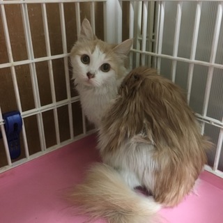 ノルウェージャン 成猫 女の子