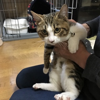 かわいいキジ白くん