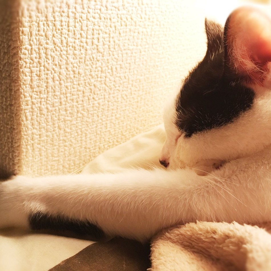 銀城のカバー写真