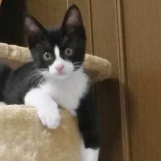 そっくり八割れ兄弟（ネイロ）