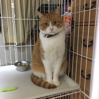 里親募集！賢い茶白くん