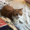 里親募集！賢い茶白くん サムネイル2