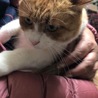 里親募集！賢い茶白くん サムネイル3
