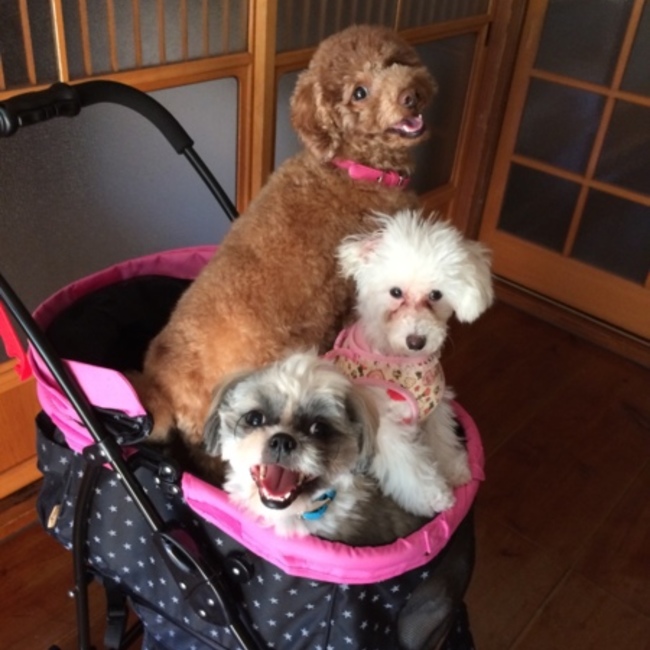 すももぷりんのカバー写真