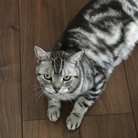 ショウ
