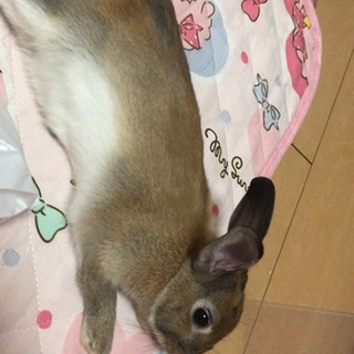 6/10 産まれの うさぎ