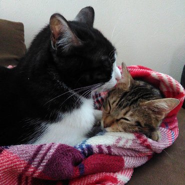 寒くなってから寄り添うようになりました。