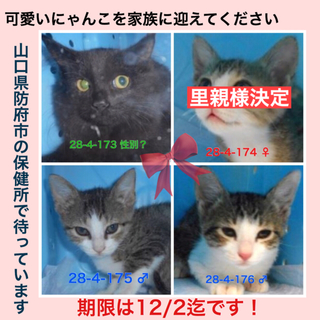 可愛い猫を家族に迎えてください！