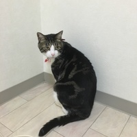 ショースケ