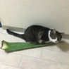 コースケ