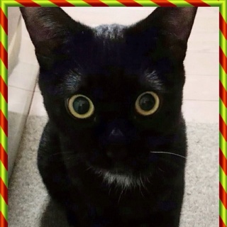 素敵な里親さんが見つかりました