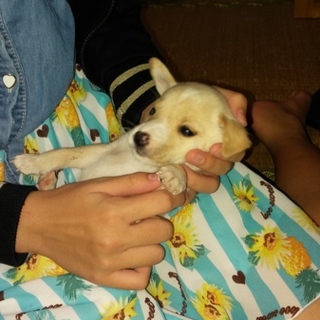 かわいい子犬が産まれました