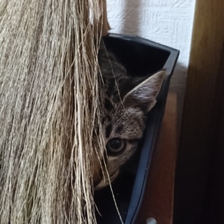 推定3ヶ月、キジトラかアメショー風仔猫、ふうちゃん