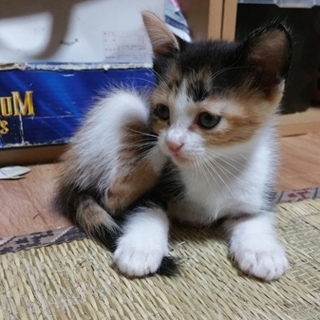 可愛い三兄弟♪