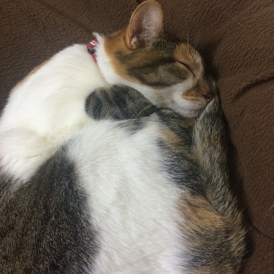 みぞれのカバー写真