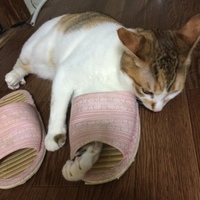 ウメ