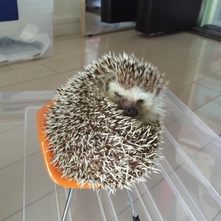 ハリネズミ♂里親決定しました！