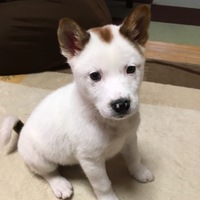ちょび
