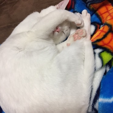 寝顔見ないで〜