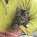 アメショっぽい柄のキジ猫くん