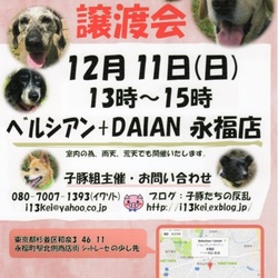 子豚組主催・犬猫譲渡会＠東京都杉並区永福町