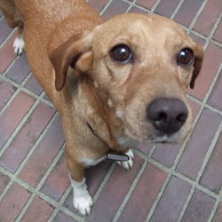 子豚組主催・犬猫譲渡会＠東京都杉並区永福町 サムネイル2